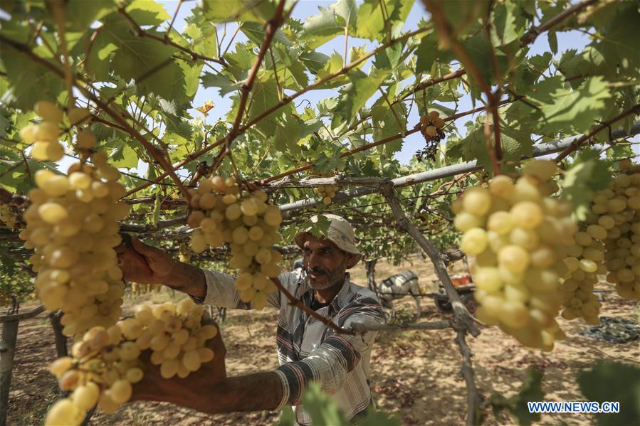 MIDEAST-GAZA-GRAPES-HARVEST