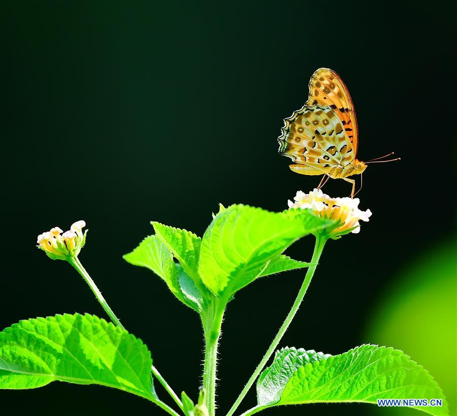 CHINA-FUZHOU-INSECT-FLOWER(CN)