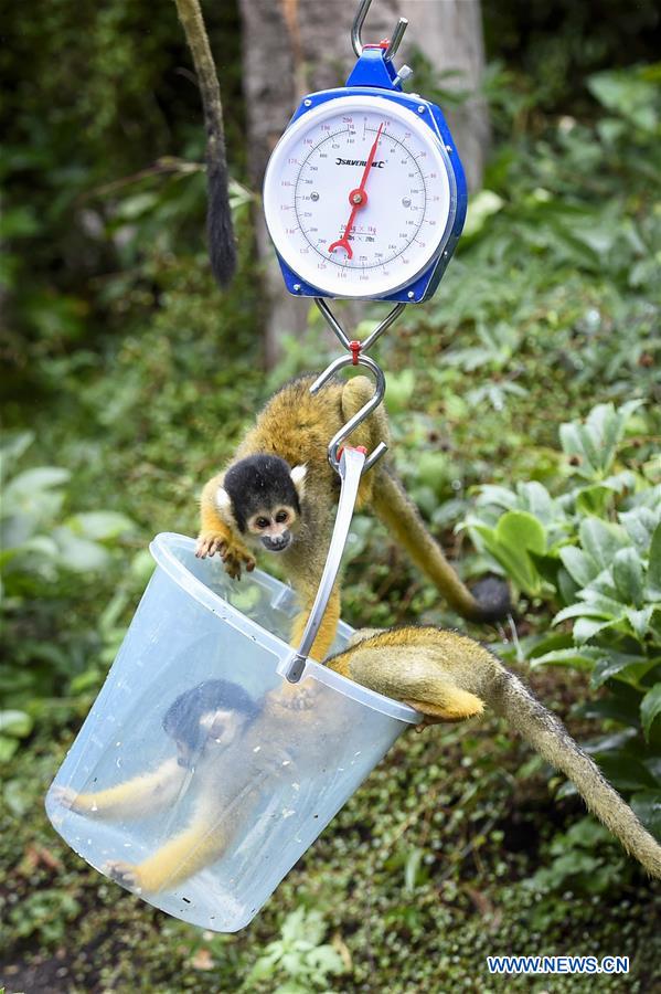 BRITAIN-LONDON-ZSL LONDON ZOO ANNUAL WEIGH-IN