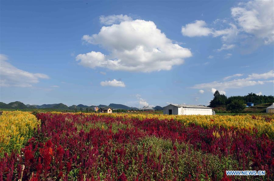 CHINA-YUNNAN-LUOPING-COLORFUL FLOWER FIELDS (CN)