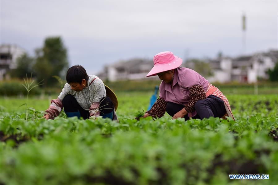 #CHINA-GUIZHOU-VILLAGES-FARM WORK (CN)