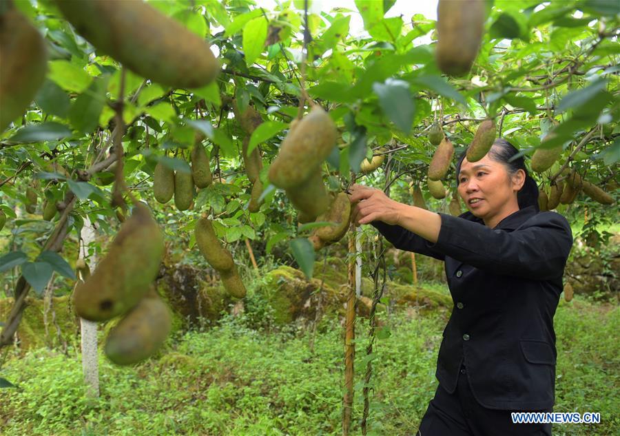 #CHINA-AUTUMN-FARM WORK (CN)