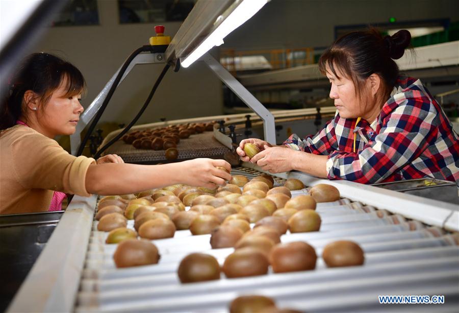 CHINA-SHAANXI-YANGLING-HARVEST (CN)