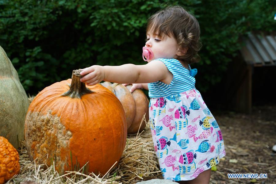 U.S.-NEW YORK-PUMPKIN GARDEN