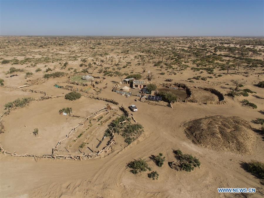 CHINA-INNER MONGOLIA-DESERT POPLAR (CN)