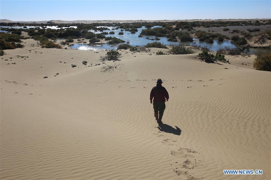 CHINA-INNER MONGOLIA-DESERT POPLAR (CN)