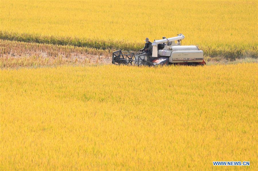 CHINA-JIANGSU-XUYI-AUTUMN-HARVEST (CN)