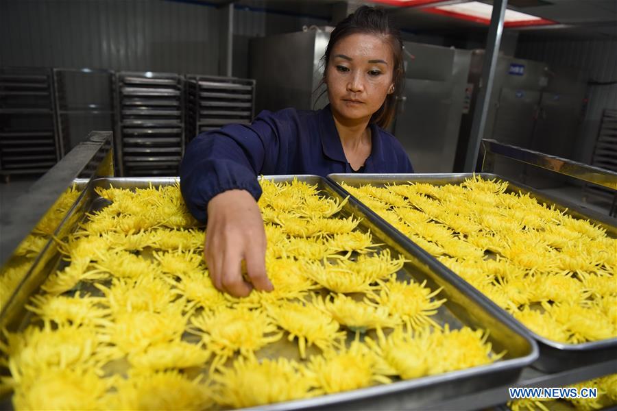 #CHINA-HEBEI-CHRYSANTHEMUM-HARVEST (CN)