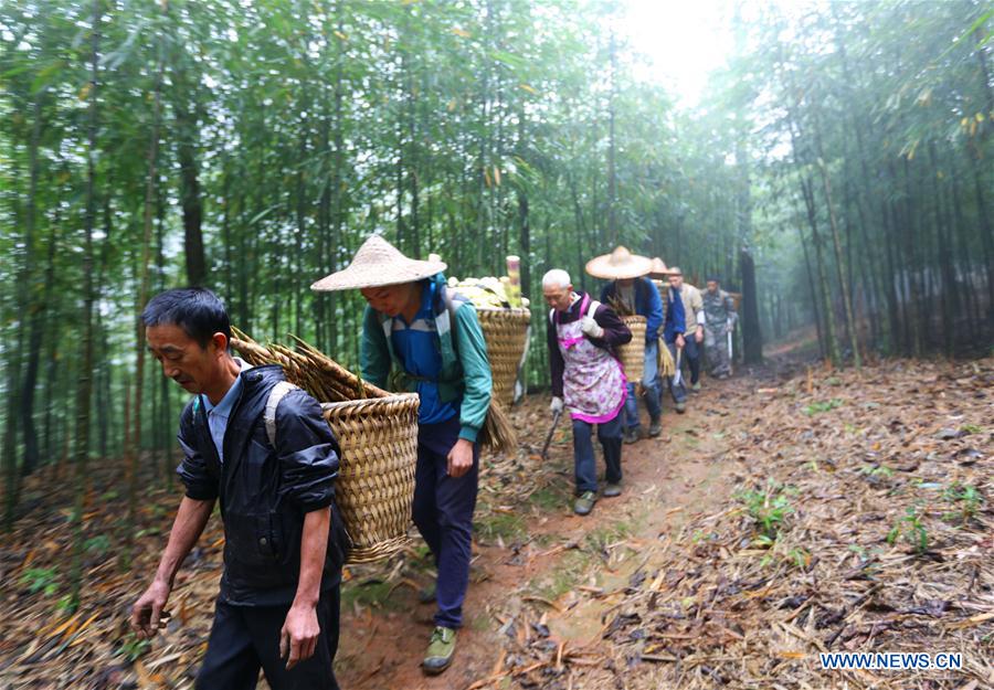 #CHINA-GUIZHOU-CHISHUI-BAMBOO (CN)