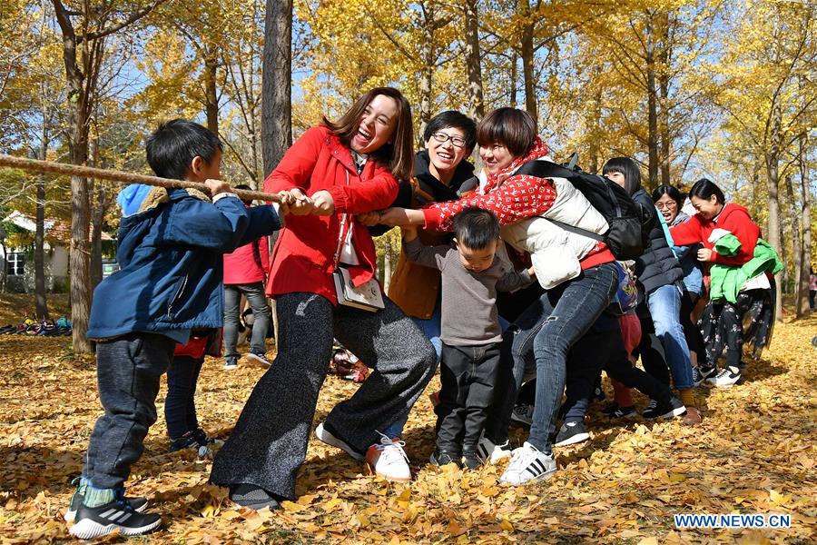 #CHINA-AUTUMN-GINGKO TREES (CN)