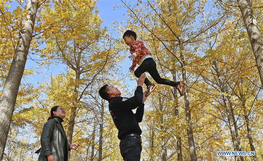 #CHINA-AUTUMN-GINGKO TREES (CN)