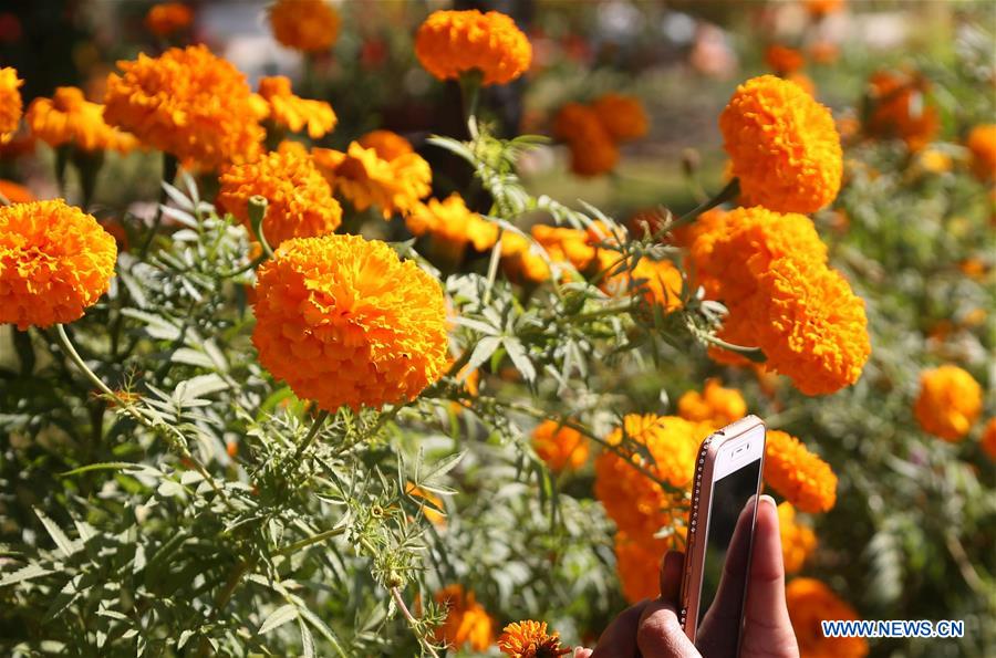 NEPAL-KATHMANDU-TIHAR FESTIVAL-MARIGOLD FLOWERS