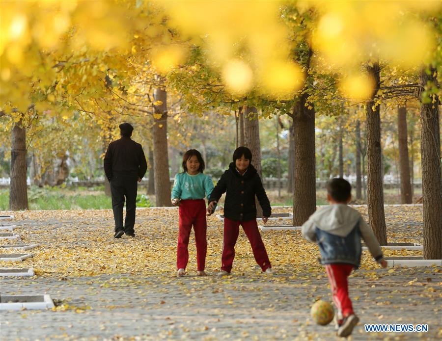 #CHINA-AUTUMN-GINGKO TREES (CN)