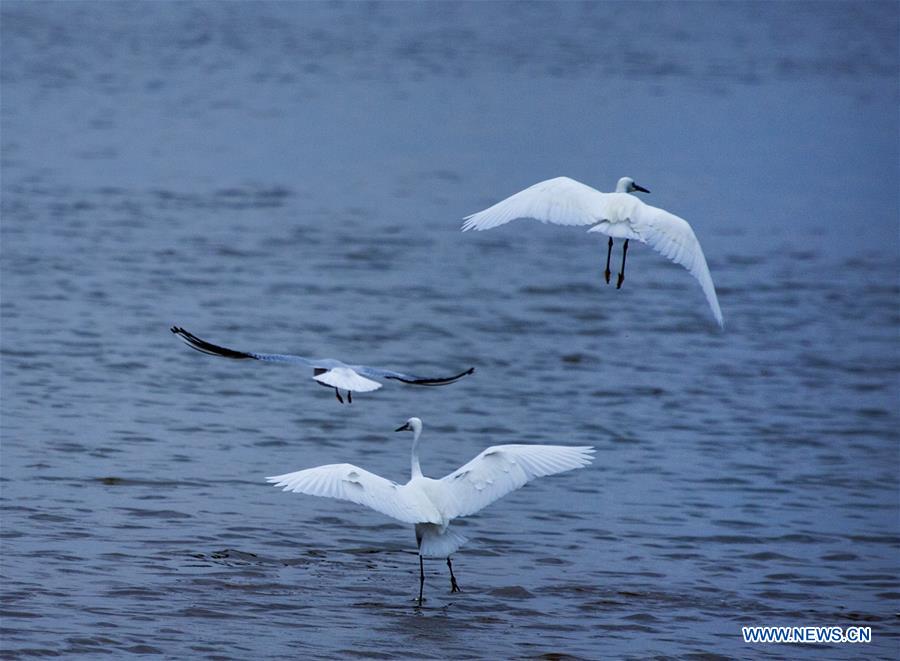 #CHINA-JIANGXI-POYANG LAKE-MIGRANT BIRDS (CN)