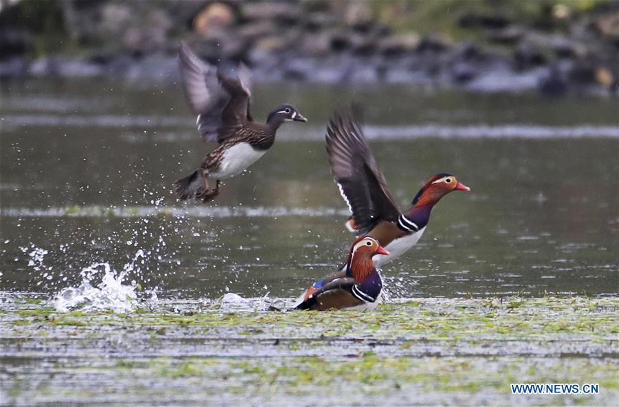 #CHINA-ANHUI-XIN'AN RIVER-WILD MANDARIN DUCKS (CN)