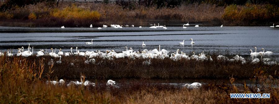 CHINA-HENAN-SANMENXIA-SWANS (CN)