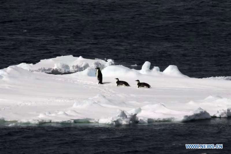 CHINA-ICEBREAKER XUELONG-FLOATING ICE AREA-ENTERING