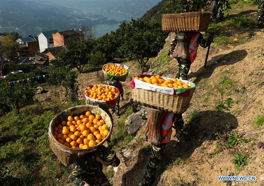 #CHINA-HUBEI-ZIGUI-NAVEL ORANGE (CN)