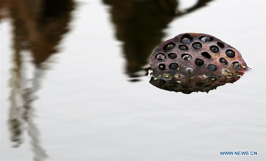 #CHINA-SHANDONG-WITHERED LOTUS (CN)