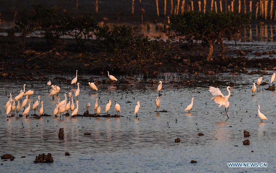 CHINA-GUANGXI-BEIBU GULF-EGRETS (CN)