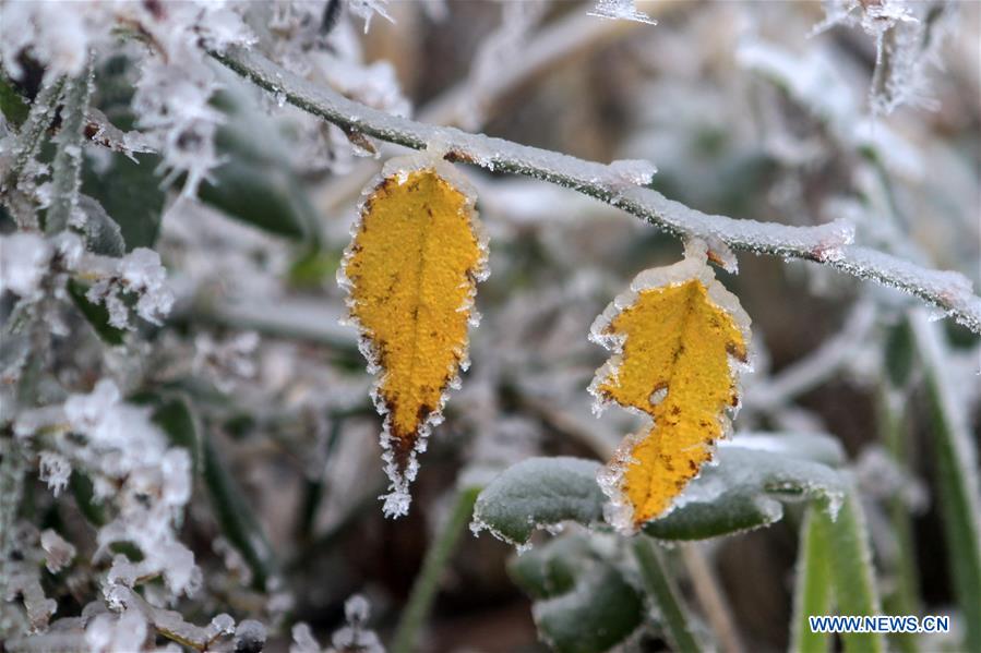 #CHINA-HUNAN-XIANGXI-SNOW-PLANTS (CN)