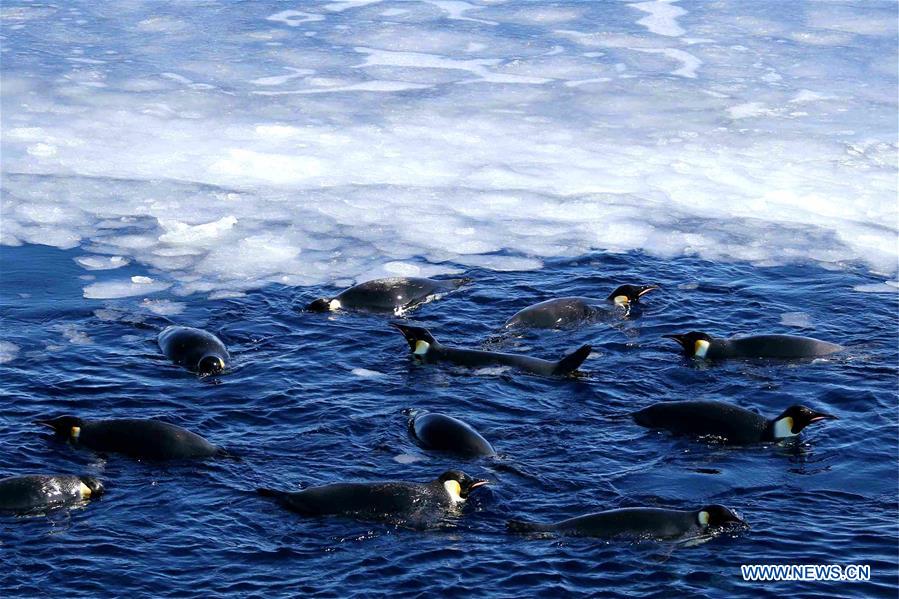 ANTARCTICA-XUELONG-ZHONGSHAN STATION-PENGUINS 