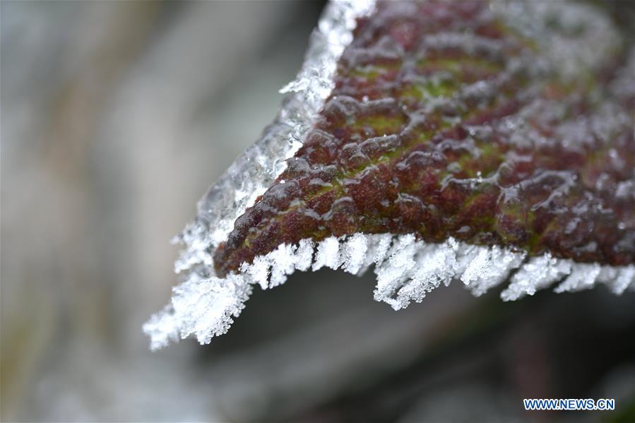 #CHINA-HUBEI-ENSHI-FROZEN PLANTS(CN)