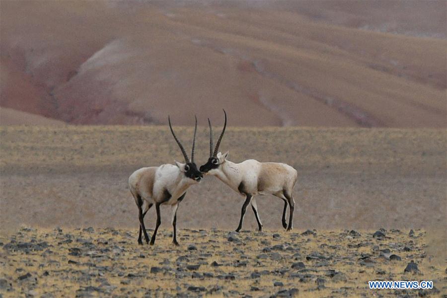 (InTibet)CHINA-WILDLIFE-TIBETAN ANTELOPE-HABITAT (CN)