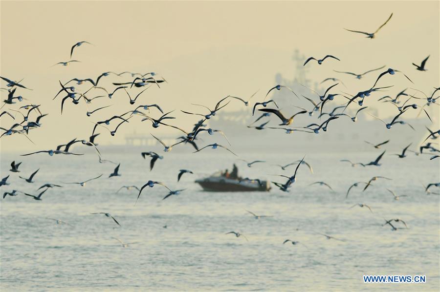 #CHINA-SHANDONG-QINGDAO-SEAGULLS (CN)