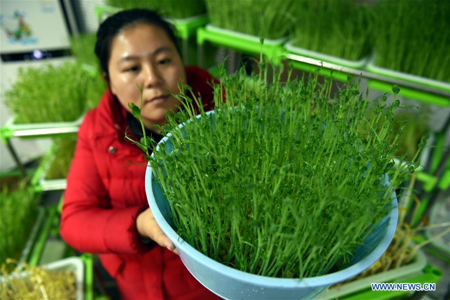 #CHINA-SHANDONG-MICROGREEN BUSINESS (CN)