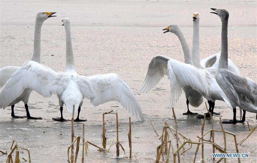 CHINA-HENAN-WHITE SWANS (CN)