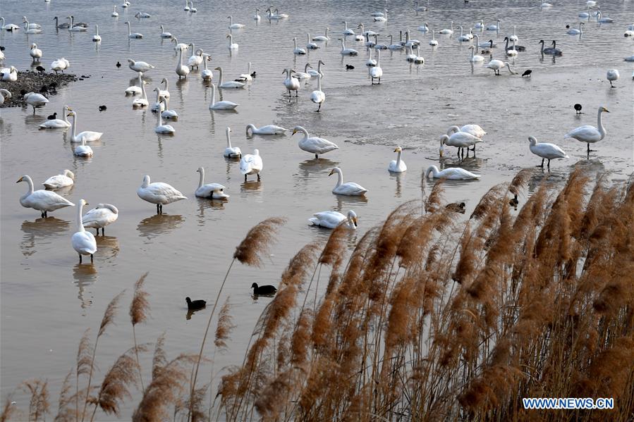 CHINA-HENAN-WHITE SWANS (CN)