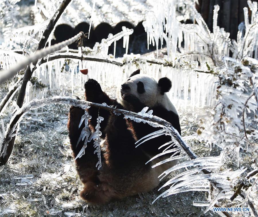 CHINA-JINAN-WINTER-GIANT PANDA (CN)