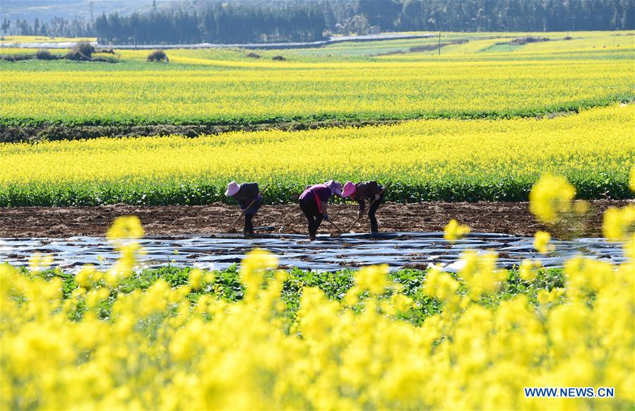 #CHINA-YUNNAN-LUOPING-COLE FLOWER(CN)