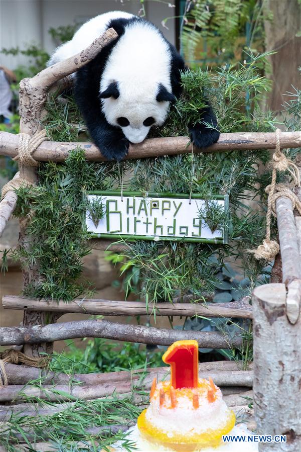 MALAYSIA-KUALA LUMPUR-GIANT PANDA BABY-BIRTHDAY