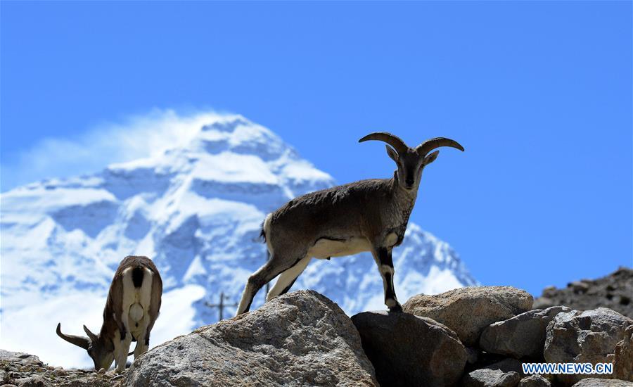 Xinhua Headlines: Collecting garbage on the roof of the world