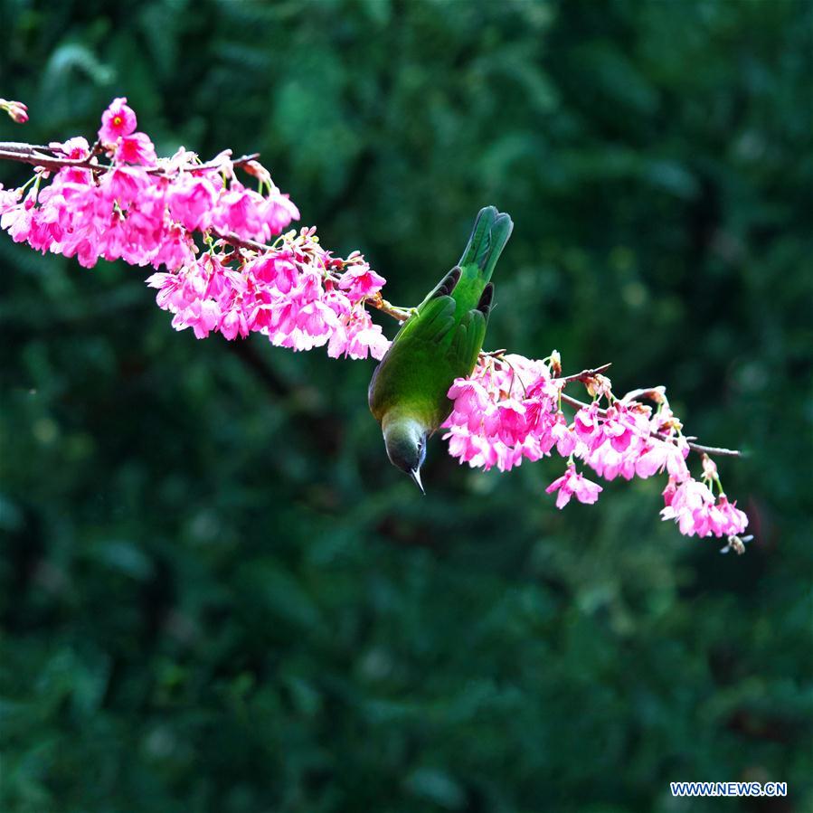 CHINA-FUZHOU-FLOWERS-BIRD (CN)