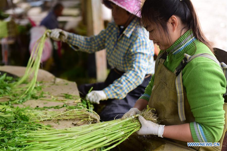 #CHINA-QIONGHAI-FARMING-VEGETABLE (CN)