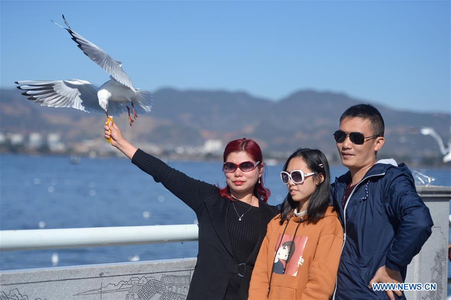 CHINA-KUNMING-SPRING FESTIVAL-BLACK-HEADED GULLS (CN)