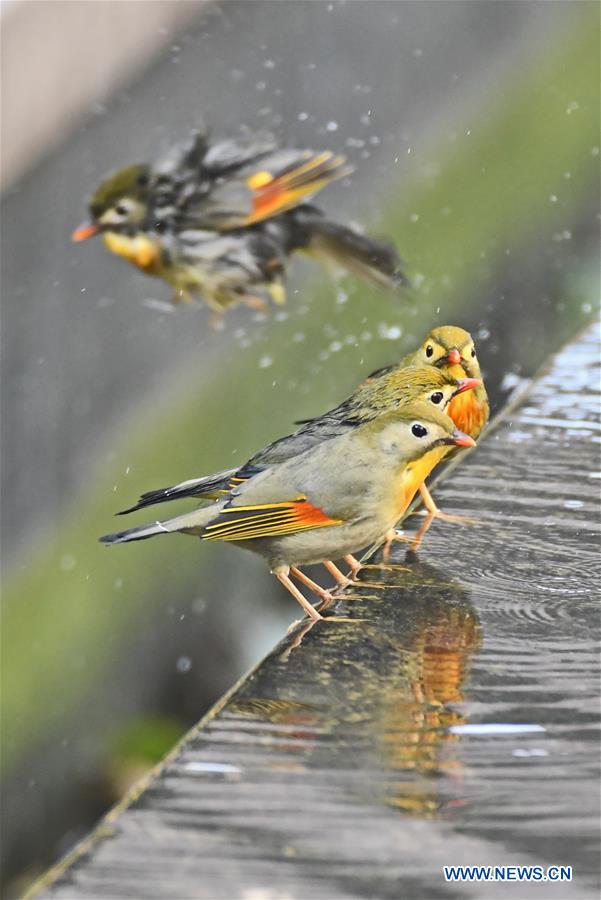 XINHUA PHOTOS OF THE DAY