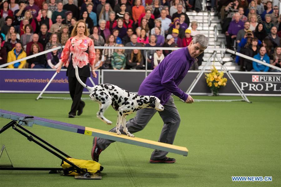 U.S.-NEW YORK-DOG-AGILITY COMPETITION 