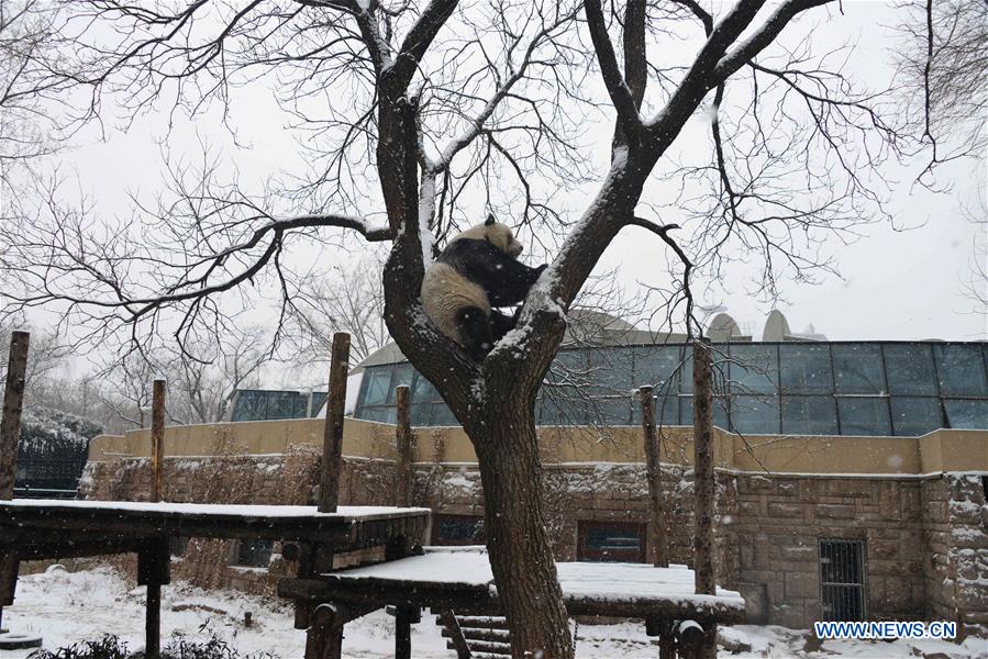 #CHINA-BEIJING-SNOW-GIANT PANDA (CN)