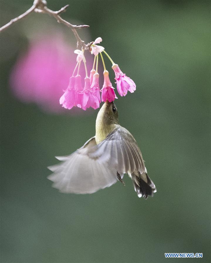 CHINA-FUZHOU-SUNBIRD (CN)