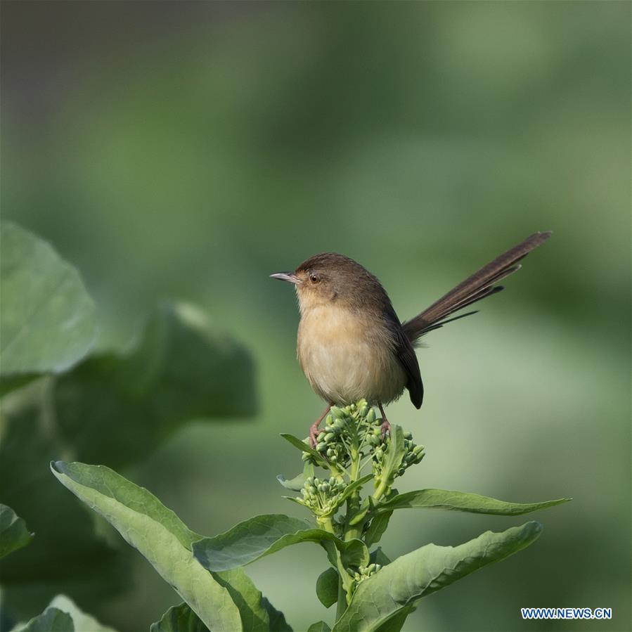 CHINA-FUJIAN-BIRD (CN)