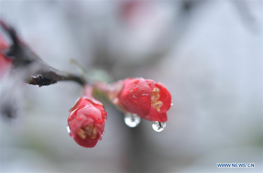 #CHINA-HUBEI-ENSHI-SPRING-FLOWERS (CN)