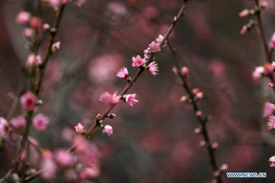 #CHINA-SHANDONG-LINYI-PEACH BLOSSOM (CN)