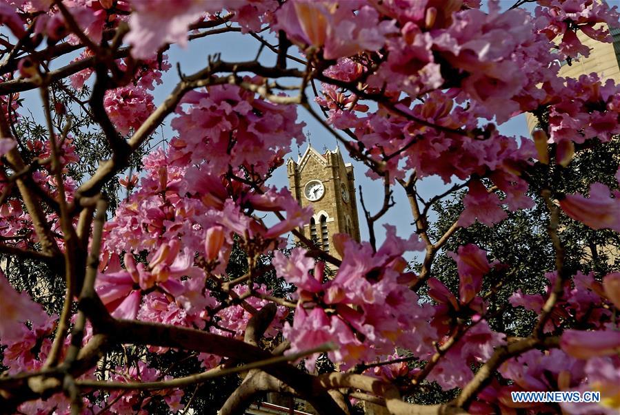 LEBANON-BEIRUT-SPRING-FLOWERS