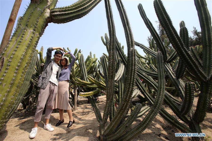 #CHINA-FUJIAN-XIAMEN-SUCCULENT PLANTS (CN)