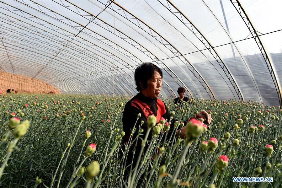 CHINA-SHANXI-HUGUAN-AGRICULTURE (CN)