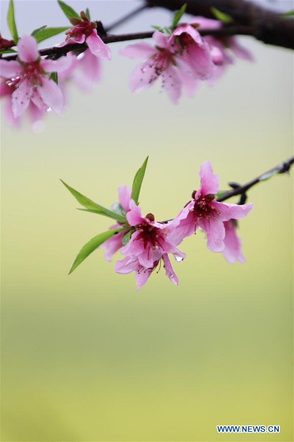 #CHINA-HUNAN-SPRING-FLOWER-RAIN (CN)